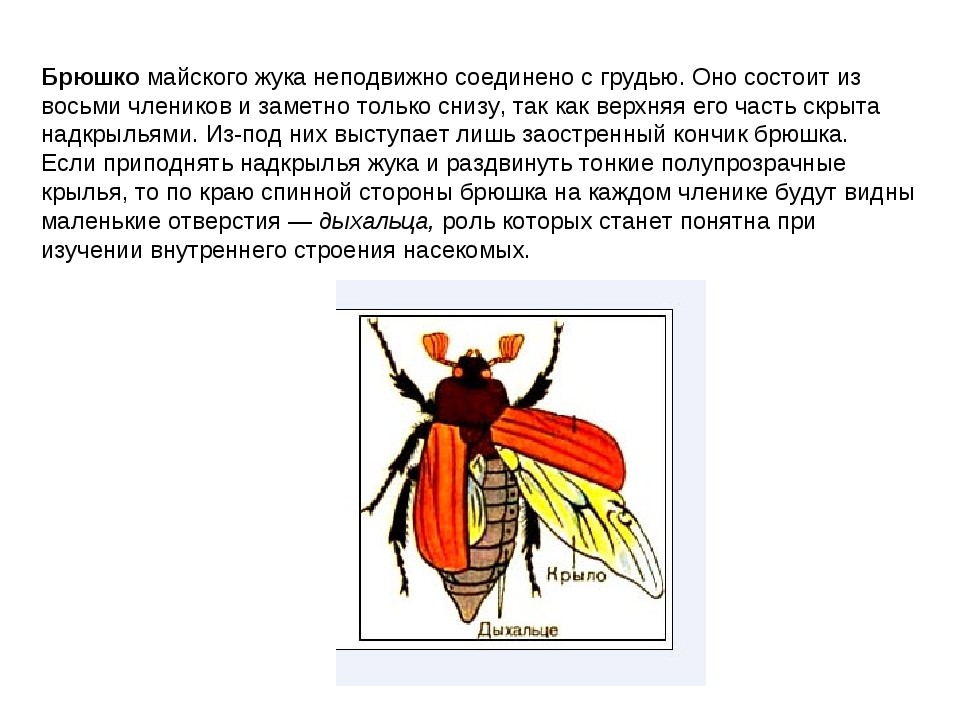 Майский жук рисунок по биологии