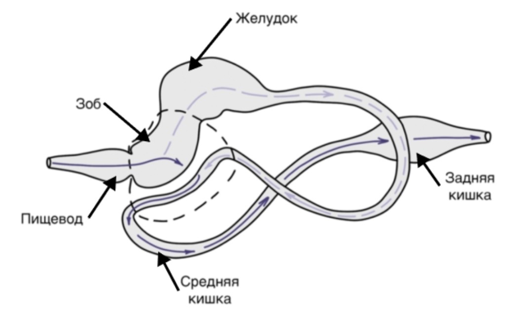 Какая система изображена на рисунке кровеносная выделительная нервная пищеварительная