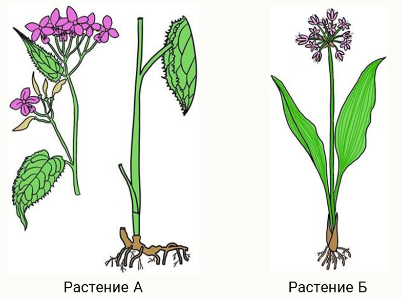 Какое растение на б. Растение. Корневищное многолетнее растение. Коробочка многолетних растений. Корневищное многолетнее растение рисунок.