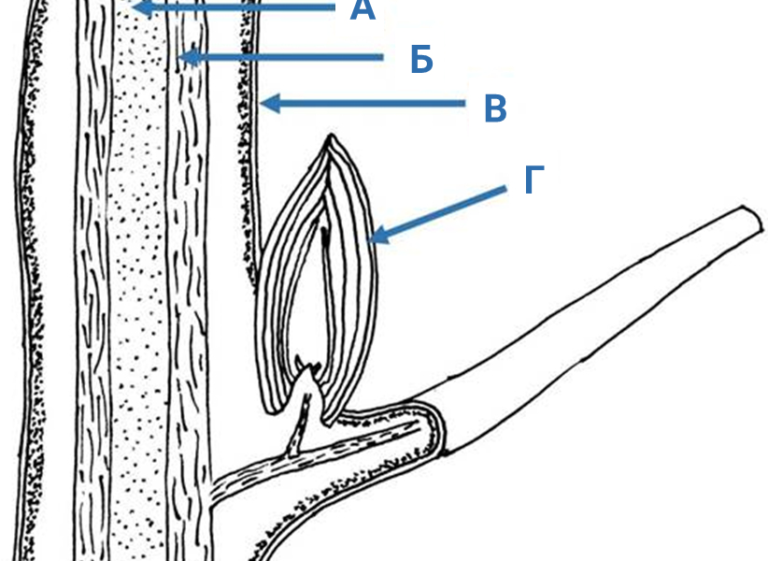 Побеги верны. А — древесина, б — флоэма, в — эпидерма, г — боковая почка. Эпидерма древесина. А — сердцевина, б — древесина, в — эпидерма, г — ПАЗУШНАЯ почка.