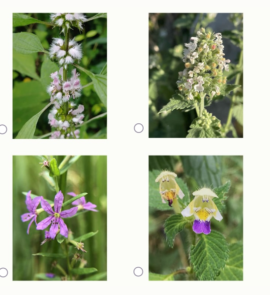 какие растения относятся к злаковым. семейство пасленовые томат цветки. покрытосеменные цветковые растения. растения семейства капустных крестоцветных. дикорастущие пасленовые.