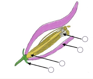 Какой буквой на рисунке обозначена часть цветка в которой формируются пыльцевые зерна