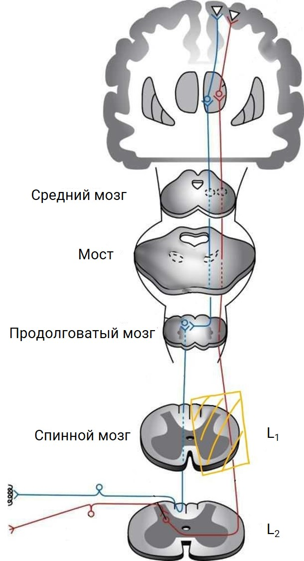 Поверхностная чувствительность схема