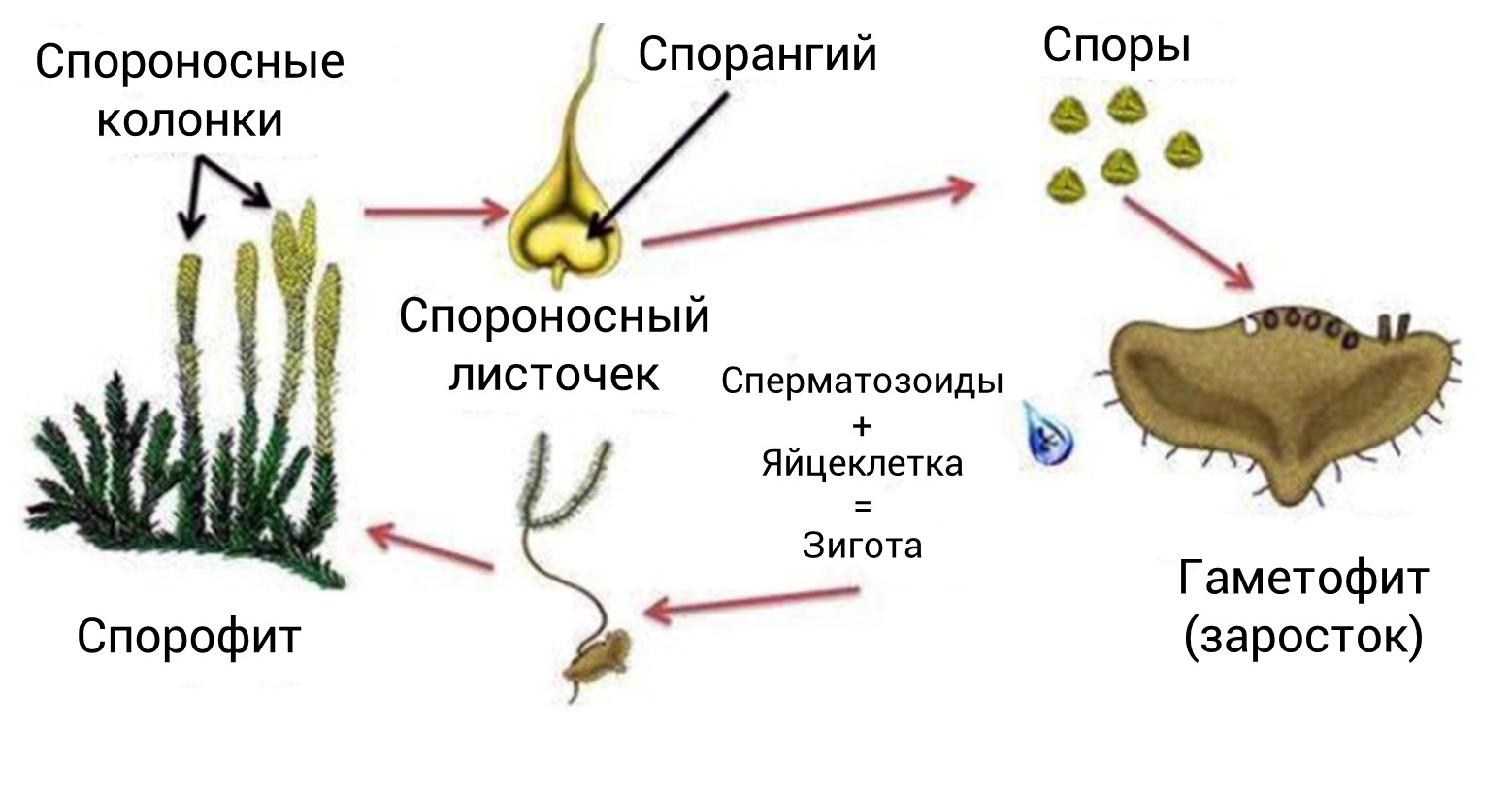 Продолжительность жизни спорофита. Цикл размножения плауна. Жизненный цикл плауна схема. Цикл размножения хвощей. Цикл развития плауна 7 класс.